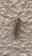 Syrphinae