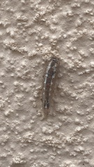 Syrphinae
