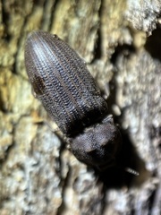 Agrypnus rectangularis