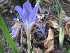 Iris verna