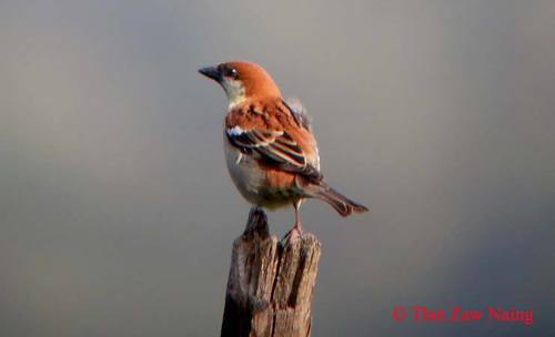 Russet Sparrow