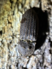 Agrypnus rectangularis