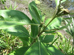 Pluchea carolinensis