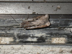 Agrotina