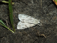 Acronicta cuspis