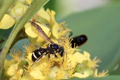 Lasioglossum peraustrale