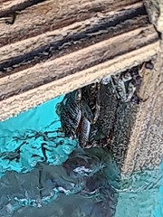 Grapsus tenuicrustatus