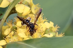 Lasioglossum peraustrale