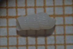 Turbonilla lactea