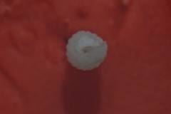 Turbonilla lactea