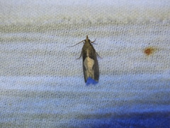 Epinotia brunnichana