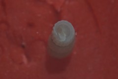 Turbonilla lactea
