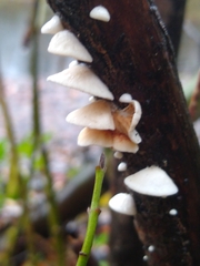 Agaricales
