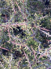 Condalia spathulata