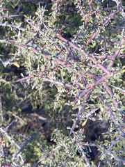 Condalia spathulata