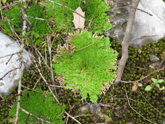Selaginella pilifera