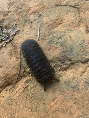 Oniscomorpha