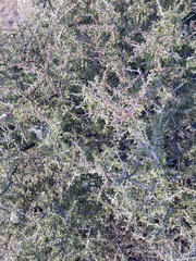 Condalia spathulata
