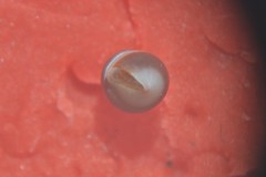 Barleeia unifasciata