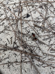 Dasymutilla militaris