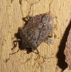 Halyomorpha halys
