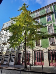 Ginkgo biloba