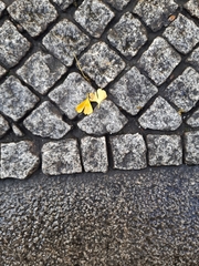 Ginkgo biloba