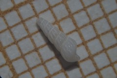 Turbonilla lactea