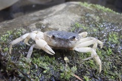 Geothelphusa dehaani