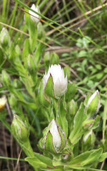 Helichrysum monticola