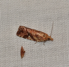 Epitymbia isoscelana