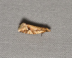 Euphona euphona