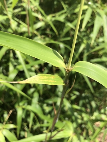 Pseudosasa cantorii