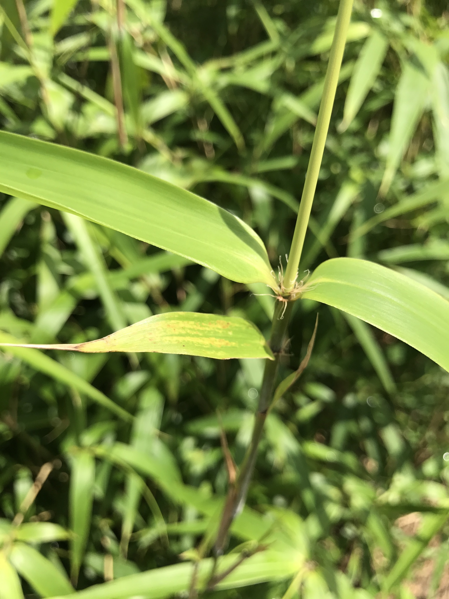 Pseudosasa cantorii