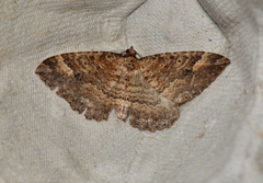 Acodia chytrodes