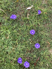 Convolvulus sabatius