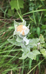 Helichrysum umbraculigerum