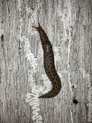 Limax conemenosi