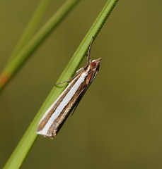 Corynophora lativittalis