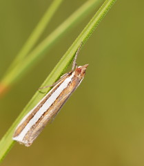 Corynophora lativittalis