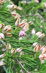 Erica straussiana