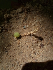 Dryocosmus quercuspalustris