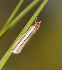 Corynophora lativittalis