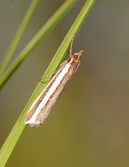 Corynophora lativittalis