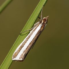 Corynophora lativittalis