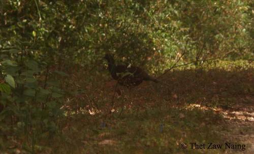 Mrs. Hume's Pheasant
