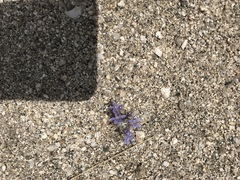 Eriastrum eremicum eremicum
