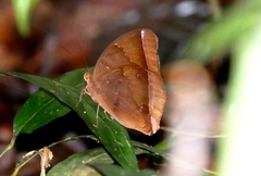 Thaumantis noureddin