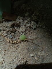 Dryocosmus quercuspalustris