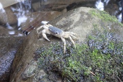 Geothelphusa dehaani